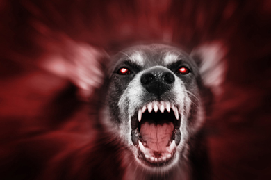 vicious dog bites bared teeth
