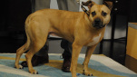 pitbull rescue dog