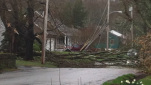 tree-down